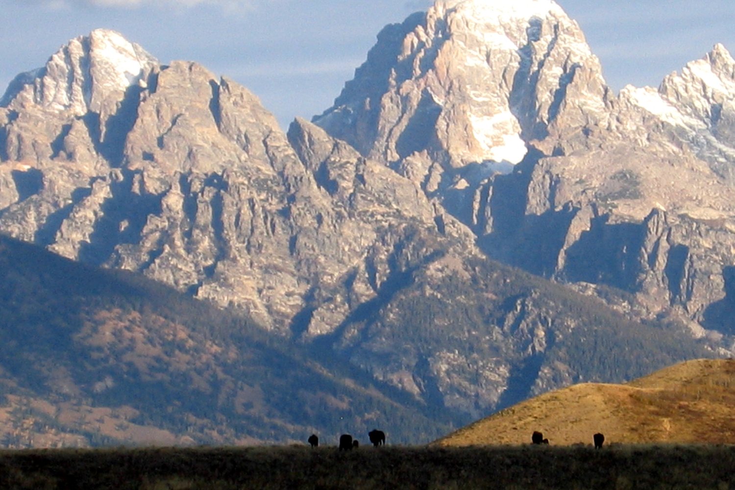 Bison grazing in the Bridger-Teton National Forest with the Tetons behind.
