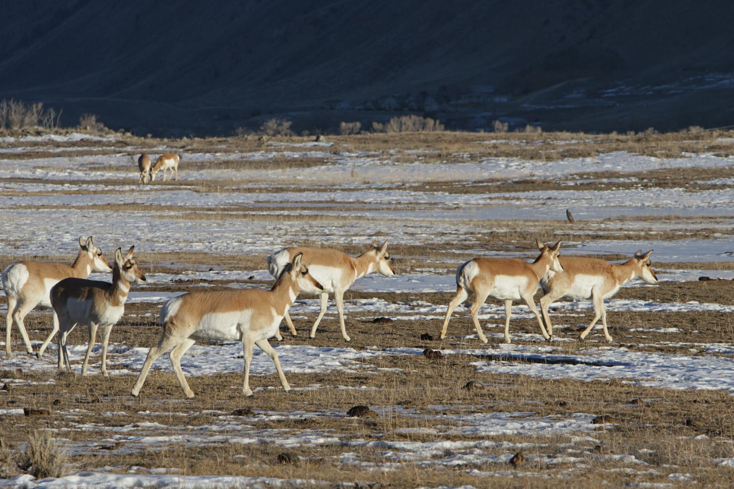 A pronghorn on the sagebrush flats, looking back.